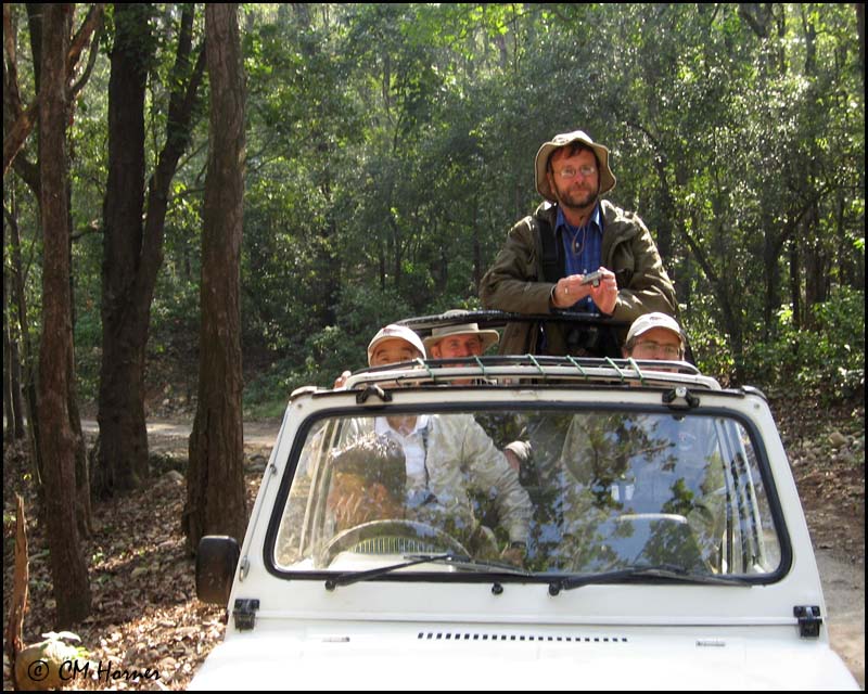 4071 Tiger hunting in open jeeps