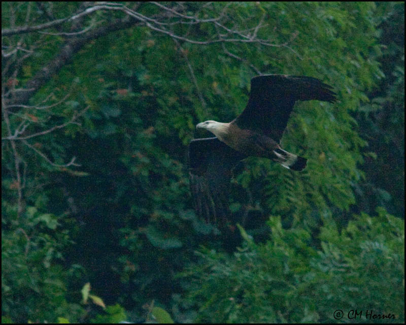 6730 Pallas Fish-Eagle.jpg