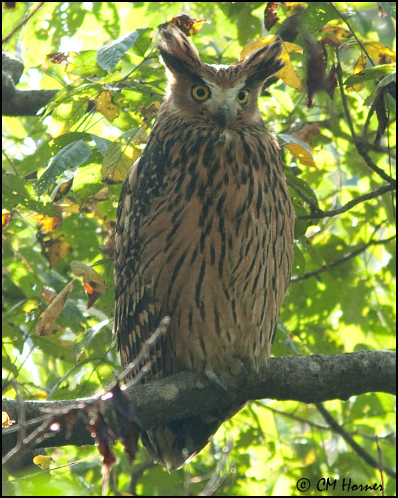 6769 Tawny Fish-Owl.jpg
