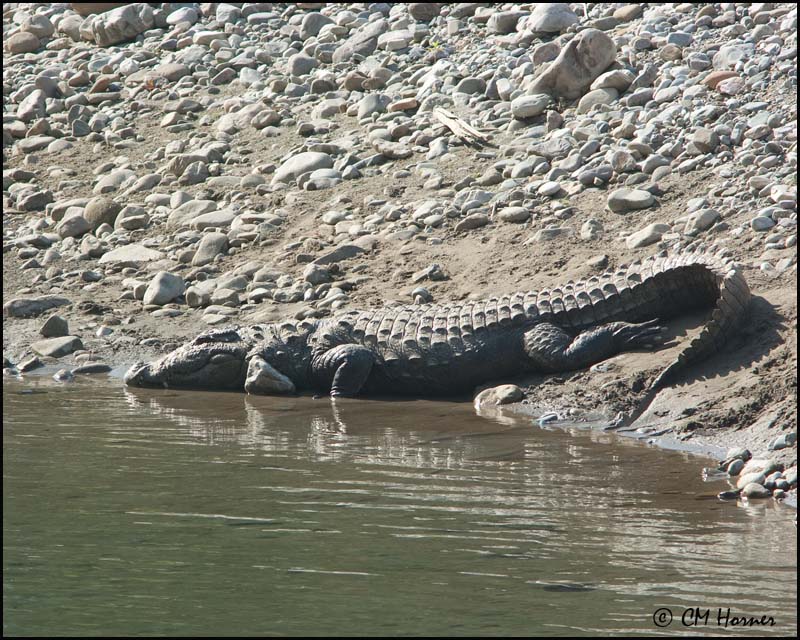 6820 Marsh Crocodile.jpg