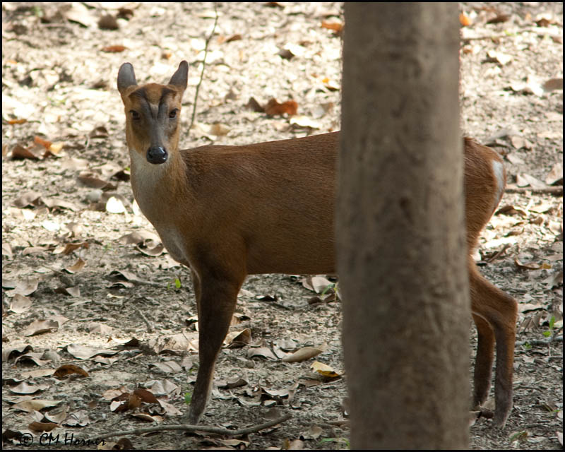 6830 Indian Muntjac