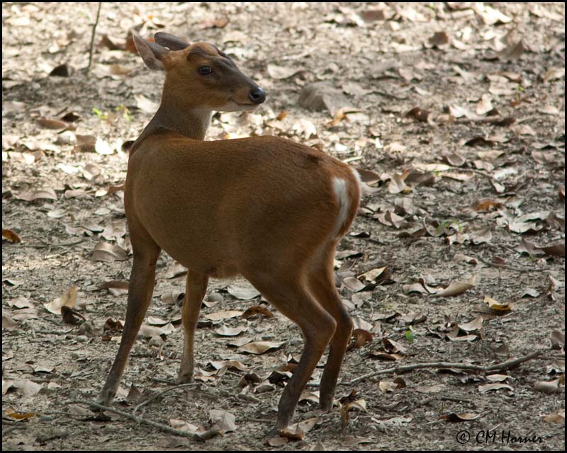 6839 Indian Muntjac