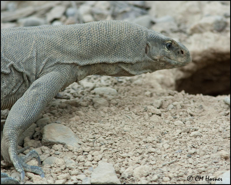 6843 (Bengal?) Monitor