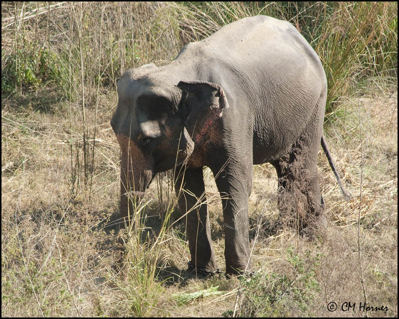 6882 Domestic Elephant.jpg