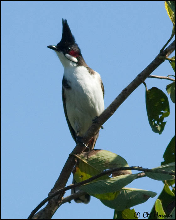 7011 Red-whiskered Bulbul.jpg