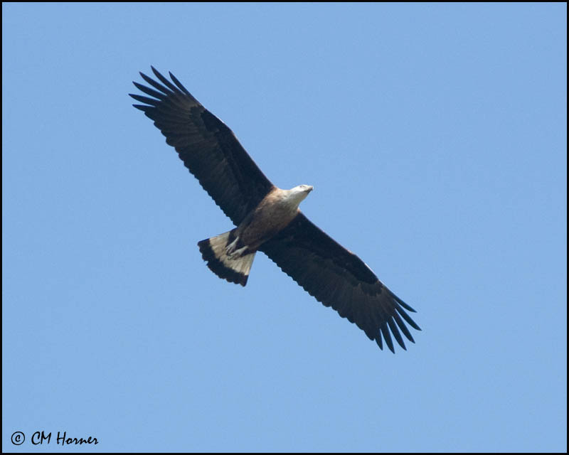 7029 Pallas Fish-Eagle.jpg