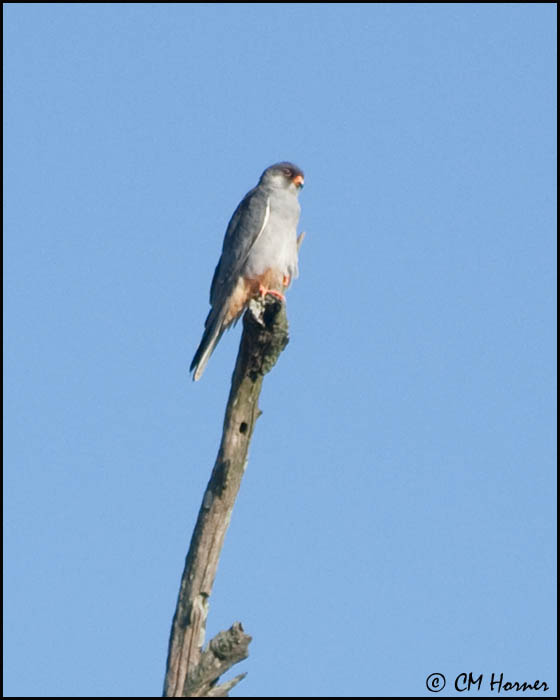 7064 Amur Falcon.jpg