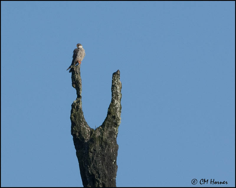 7093 Amur Falcon female.jpg
