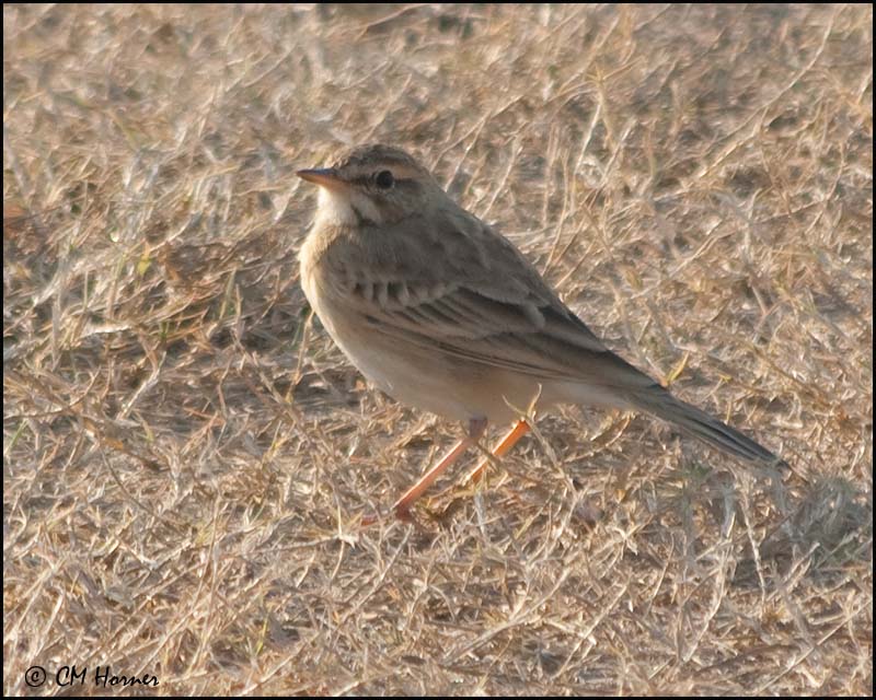 7113 Tawny Pipit.jpg