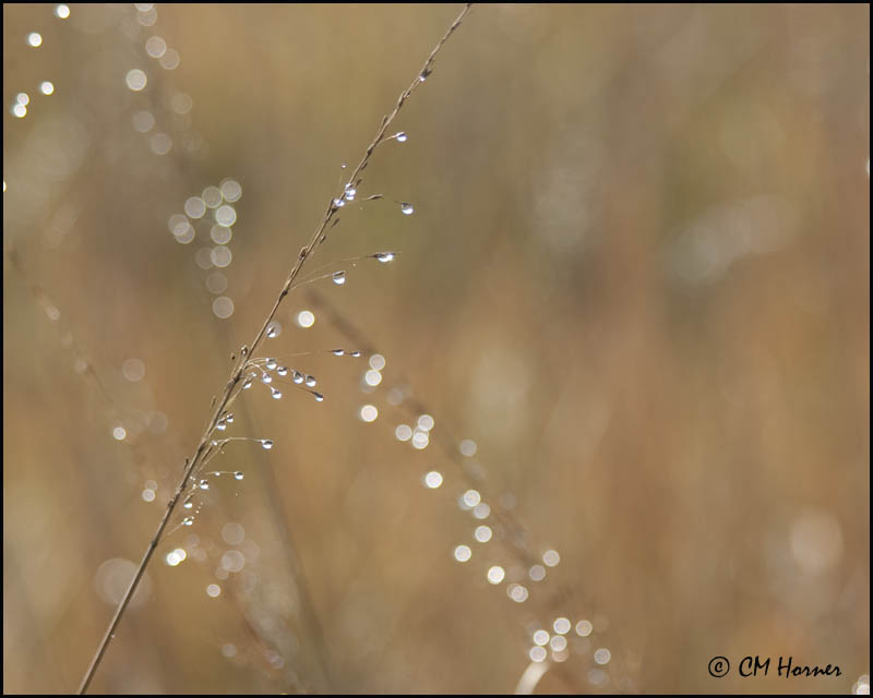 7148 Dewdrops.jpg