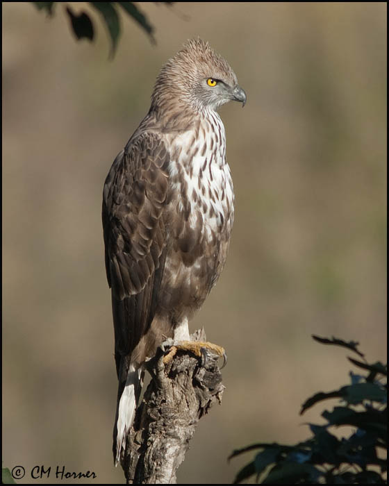 7154 Changeable Hawk-Eagle.jpg