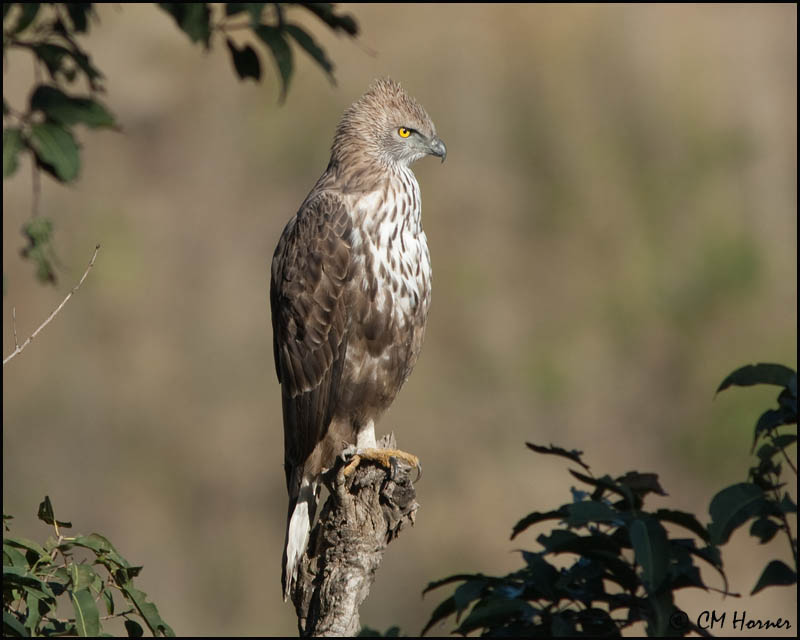 7156 Changeable Hawk-Eagle.jpg