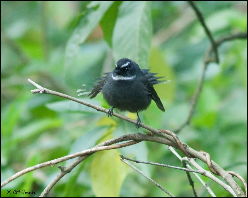 7171 White-throated Fantail.jpg