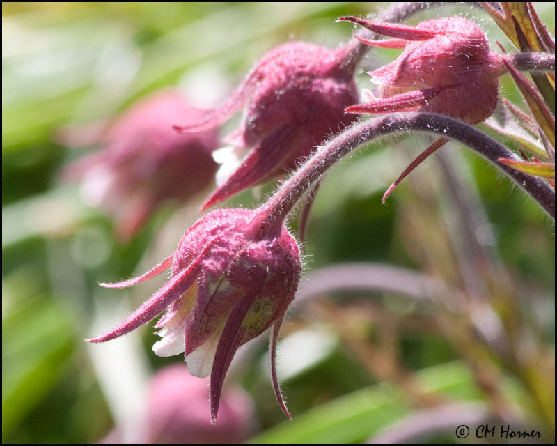 0112 Prairie Smoke or Three-flowered Avens