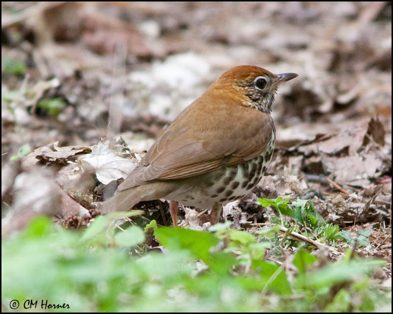 0281 Wood Thrush.jpg