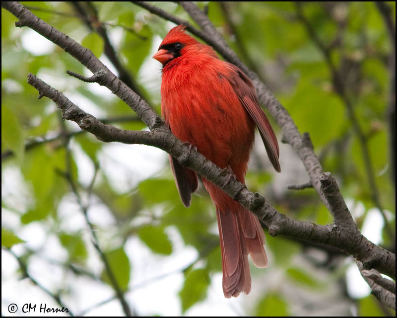 0300 Northern Cardinal male.jpg