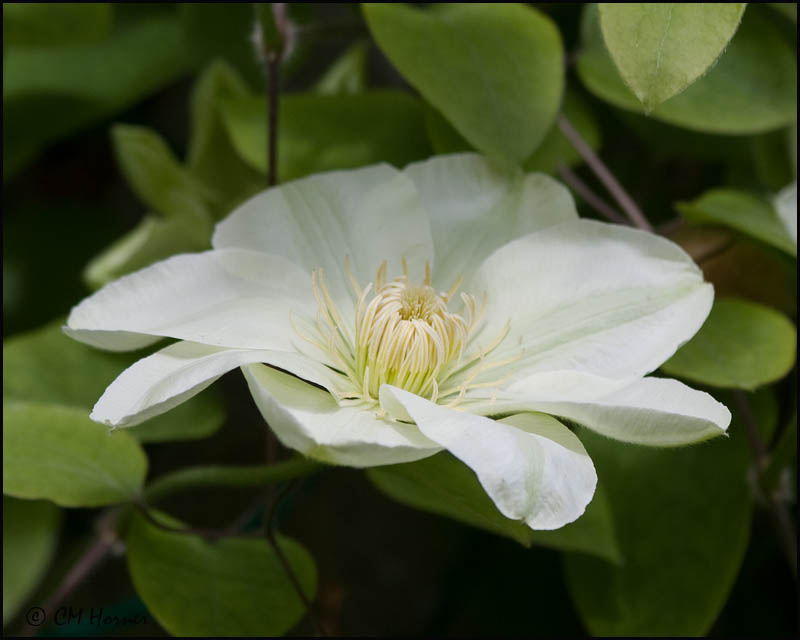 0363 Clematis.jpg
