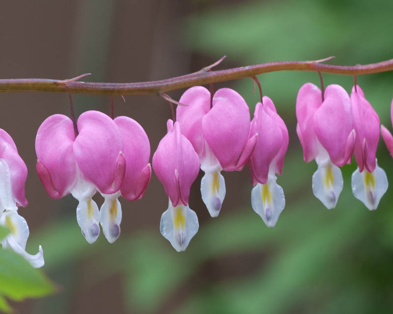 0370 Bleeding Heart.jpg