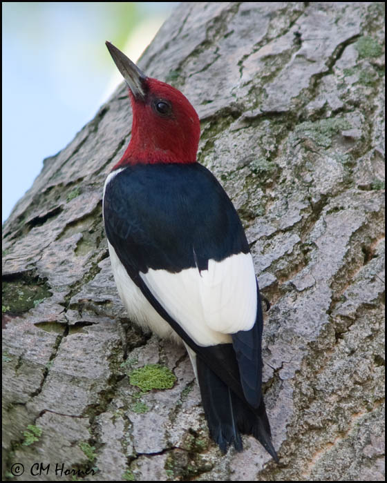 0459 Red-headed Woodpecker.jpg