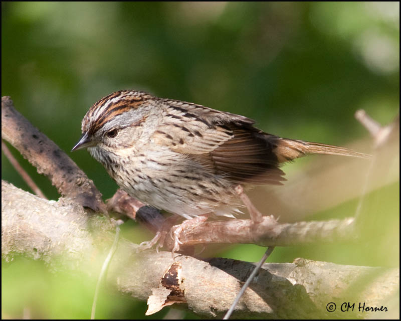 0465 Lincolns Sparrow