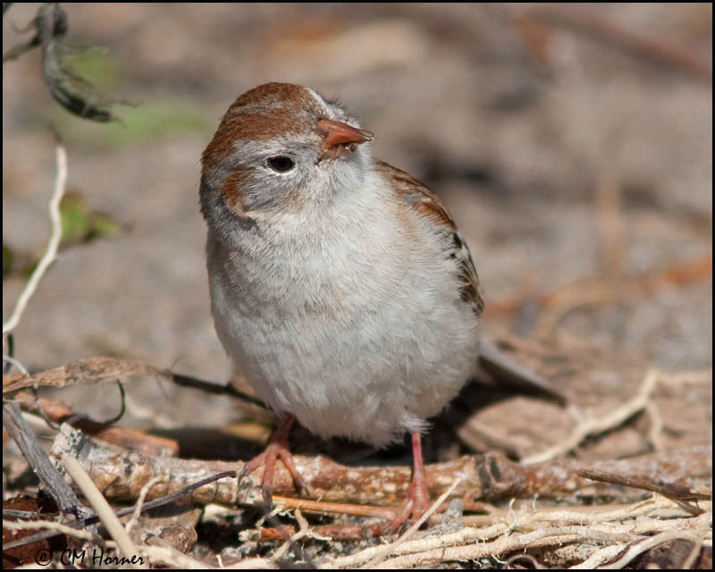 0479 Field Sparrow.jpg