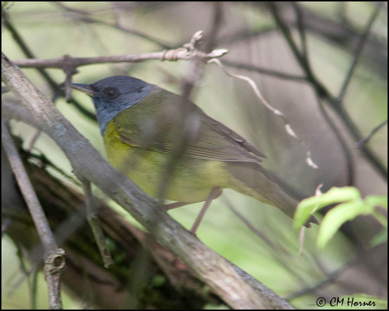 0490 Mourning Warbler.jpg