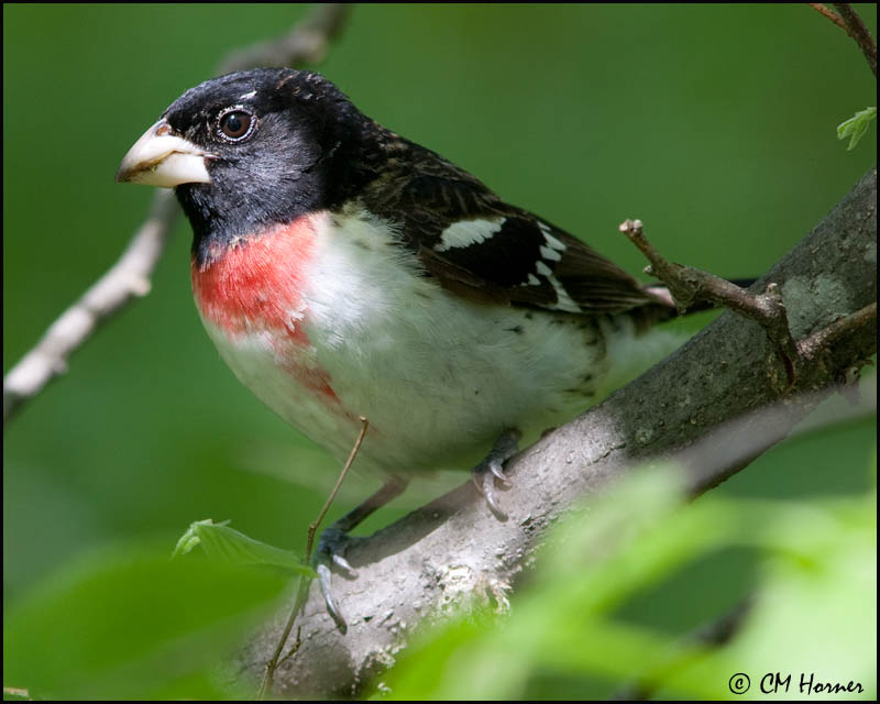0513 Rose-breasted Grosbeak.jpg