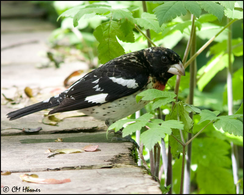 0526 Rose-breasted Grosbeak first spring male.jpg
