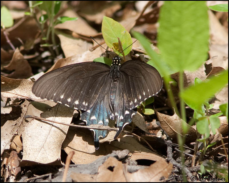 0660 Spicebush Swallowtail.jpg