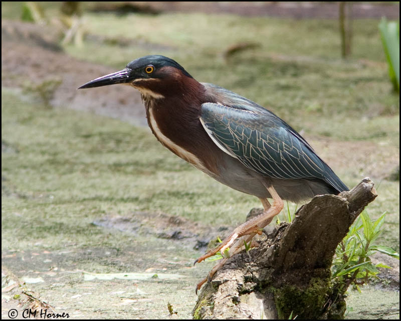 0703 Green Heron.jpg