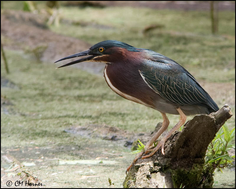 0707 Green Heron.jpg