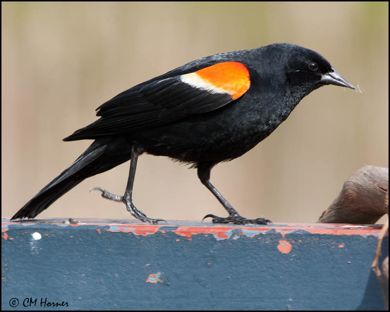 0748 Red-winged Blackbird male.jpg