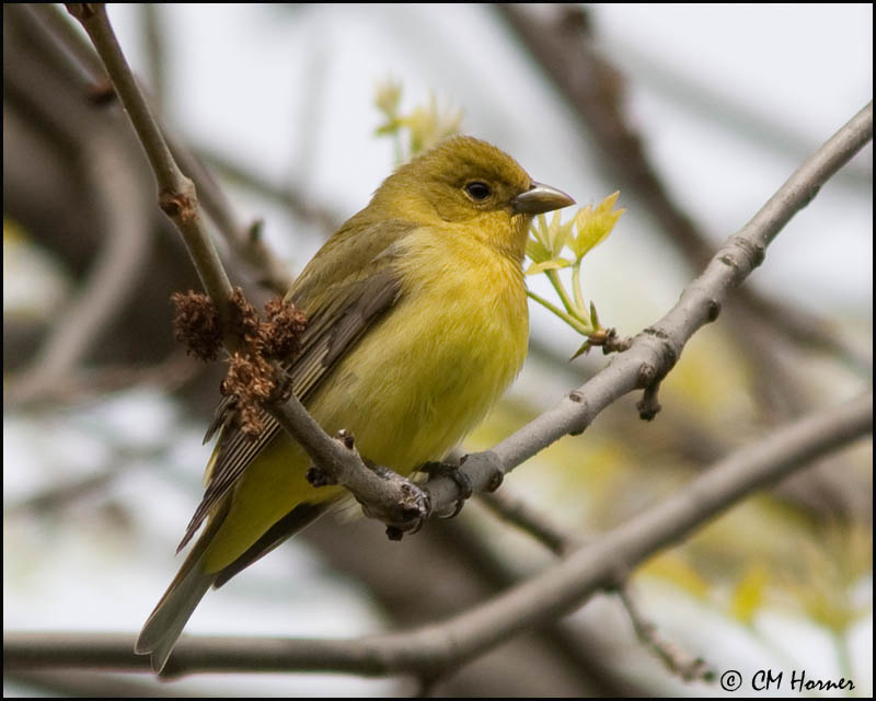 0762 Scarlet Tanager female.jpg