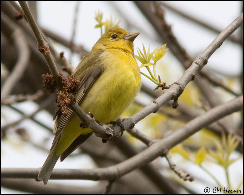 0768 Scarlet Tanager female.jpg