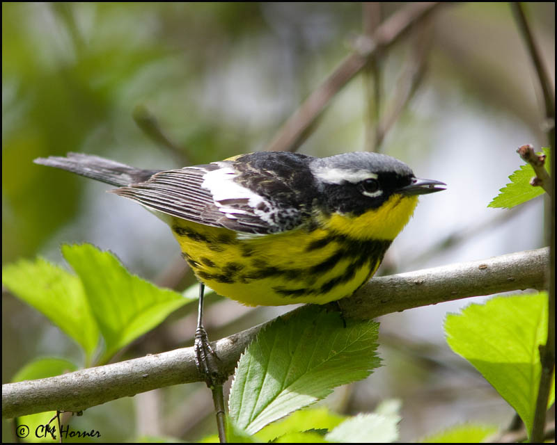 0790 Magnolia Warbler.jpg