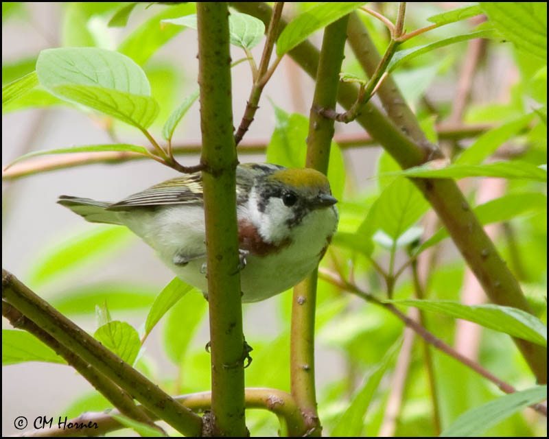 0798 Chestnut-sided Warbler.jpg