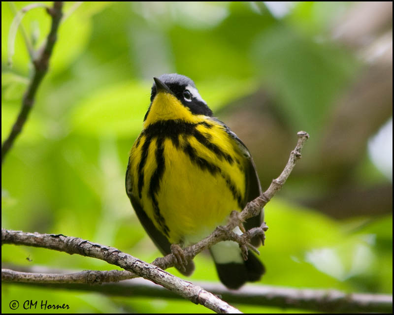 0809 Magnolia Warbler.jpg