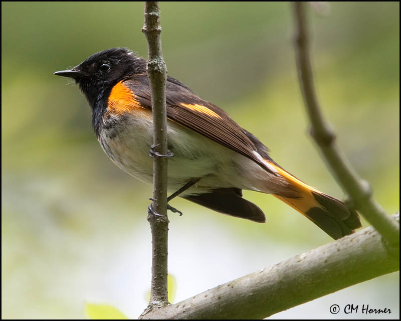 0820 American Redstart male.jpg