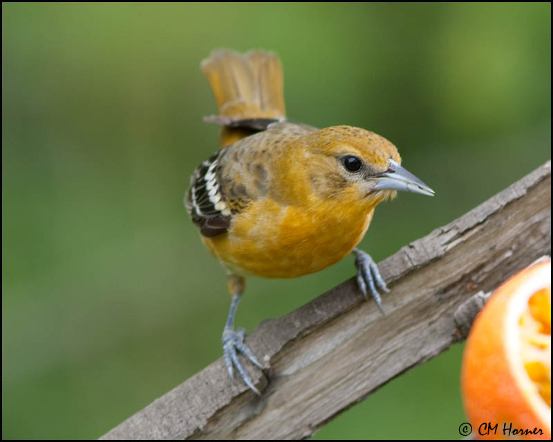 0822 Baltimore Oriole female.jpg