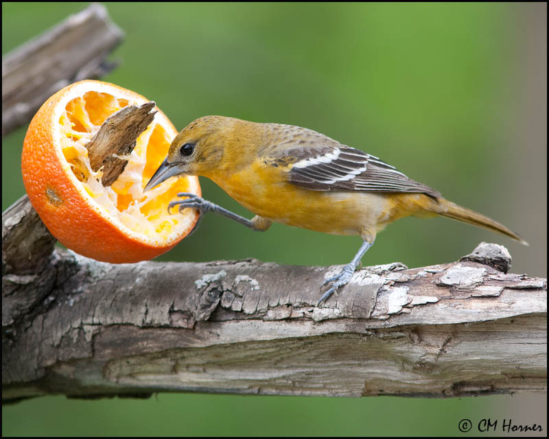 0833 Baltimore Oriole female.jpg