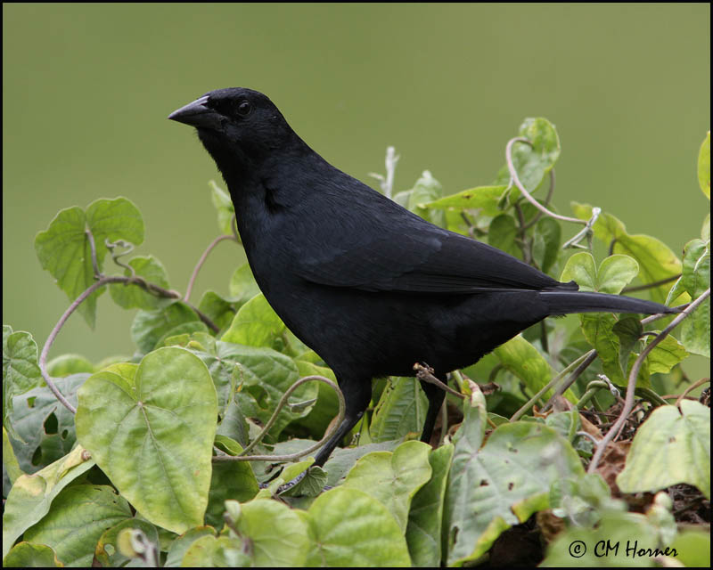 2393 Scrub Blackbird.jpg