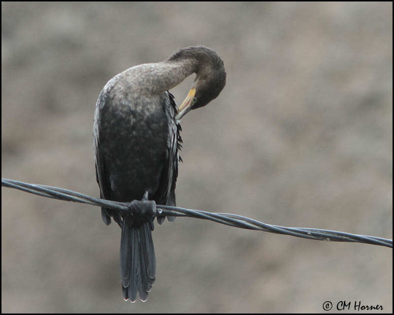 2399 Neotropic Cormorant.jpg