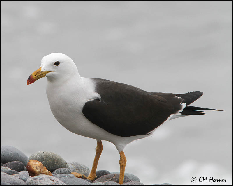 2401 Belchers Gull.jpg