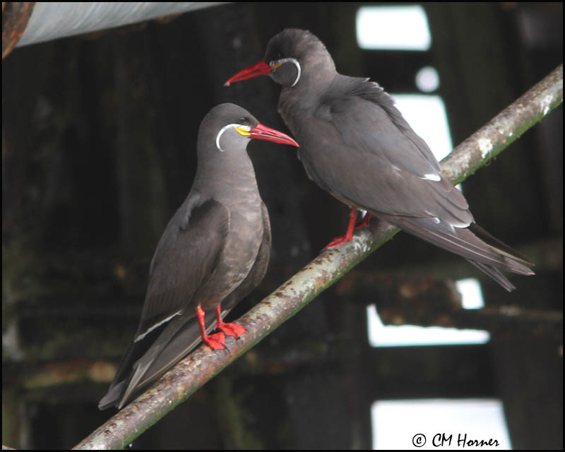 2545 Inca Terns.jpg