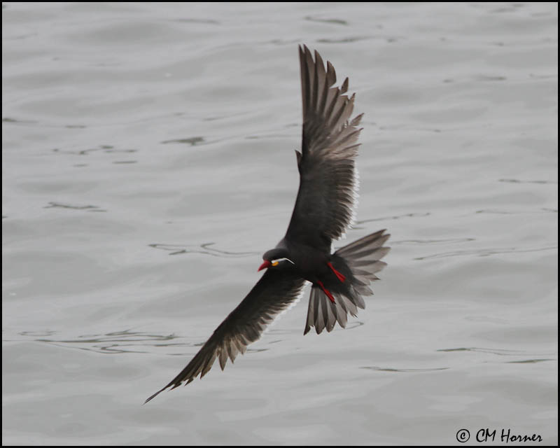 2624 Inca Tern.jpg