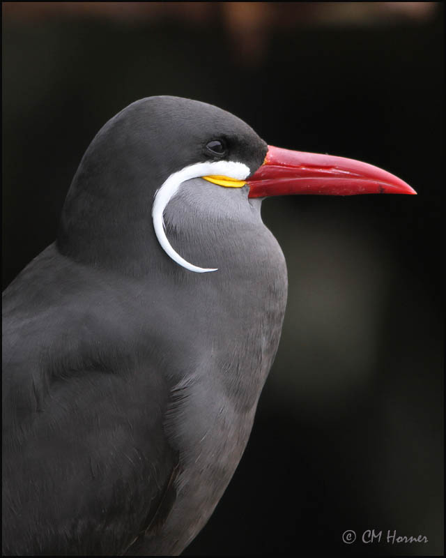 2681 Inca Tern.jpg