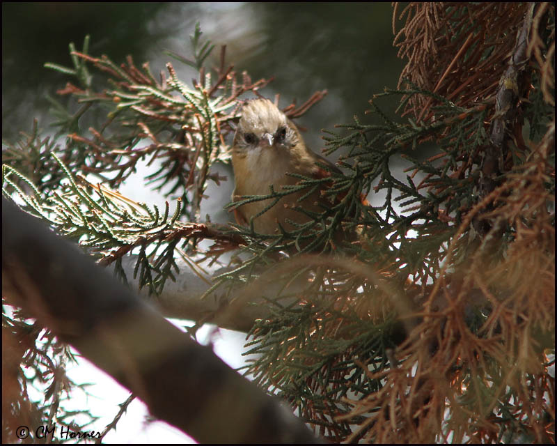 2711 Creamy-crested Spinetail.jpg