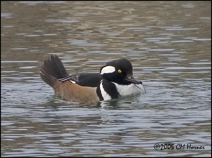 0486 Hooded Merganser drake.jpg