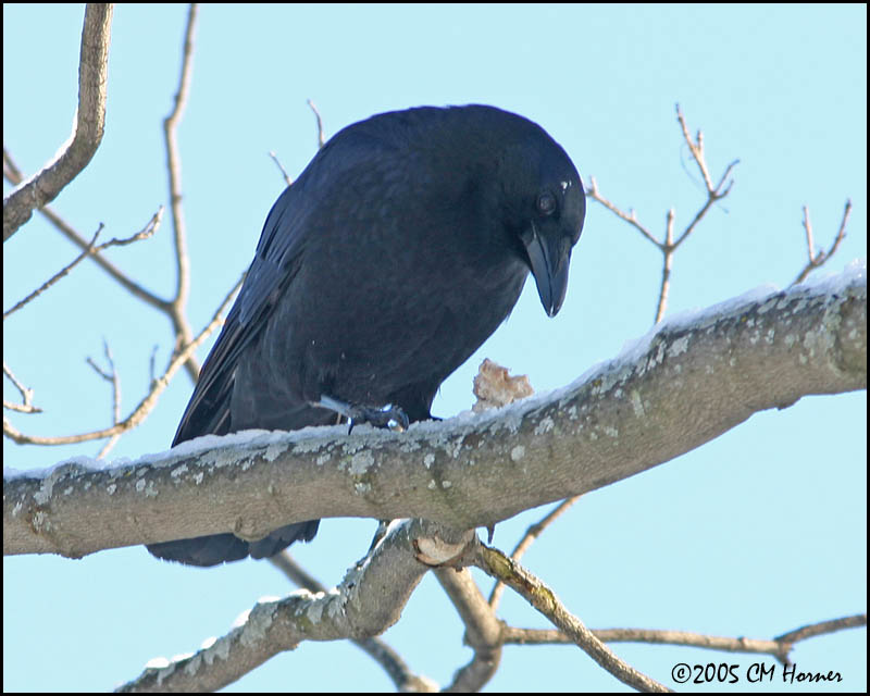 0594 American Crow.jpg