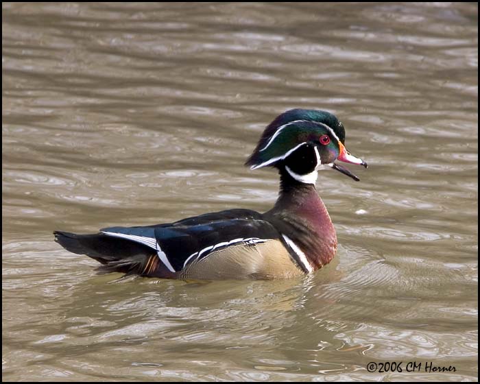 0842 Wood Duck drake.jpg